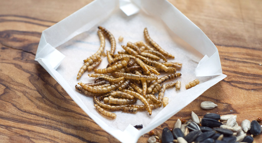 Meal worms for the birds
