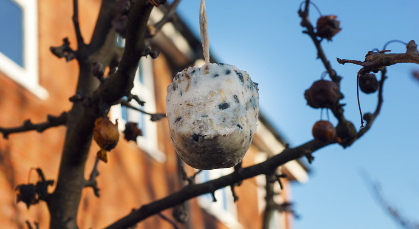 Homemade fat cake hanging in our tree