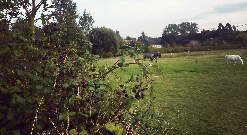 Blackberries next to horse field