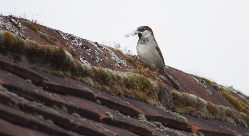 House sparrow with feathers in mouth