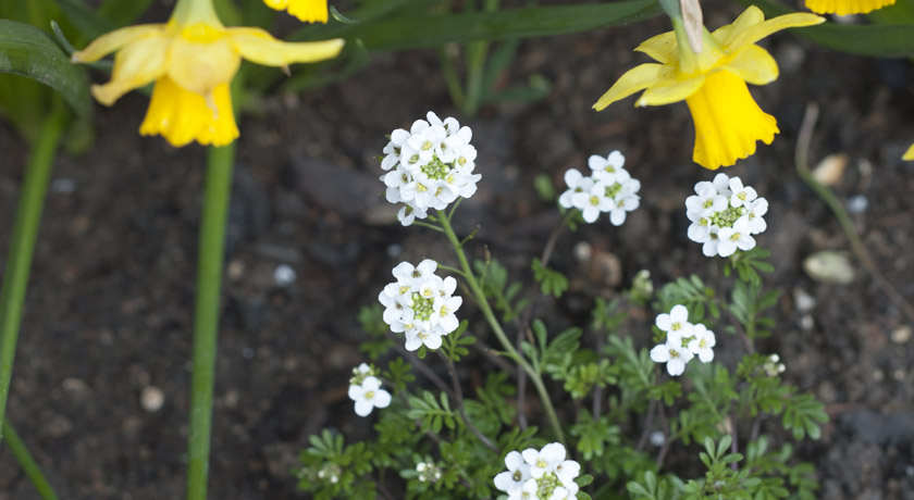 Clusters of white Hutchinsia flowers