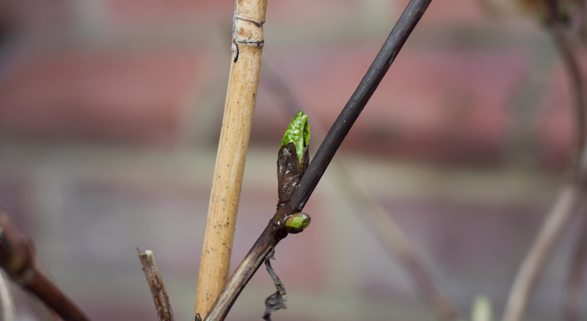 Early hydrangea leaf bud
