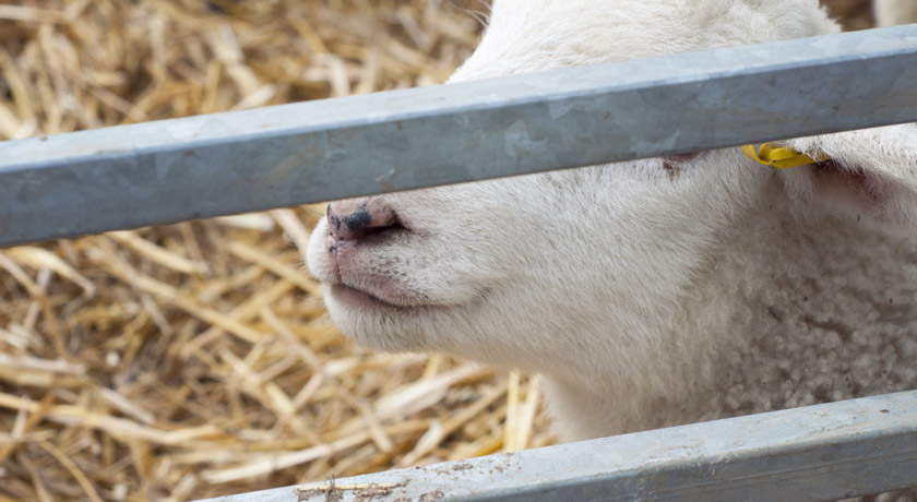 Cute lamb face