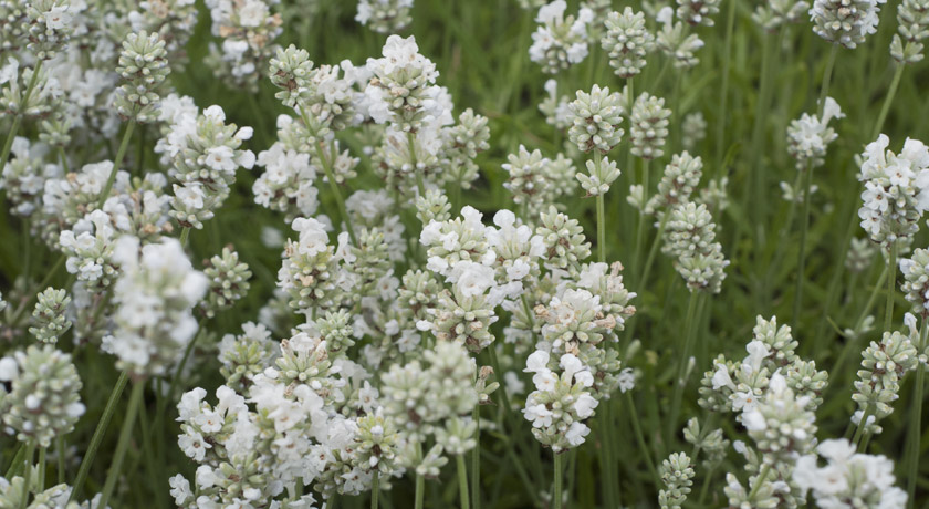 White lavender flowers