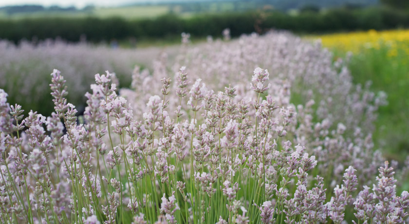 Pale pink lavender - Miss Katherine