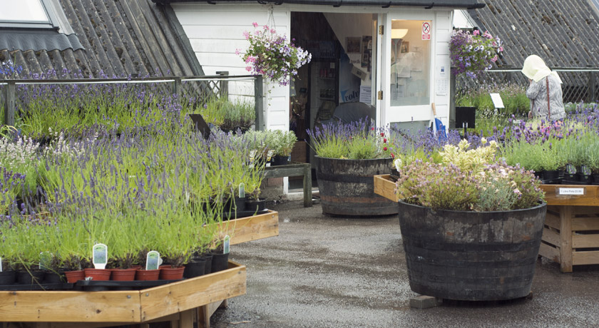Lavender fields shop