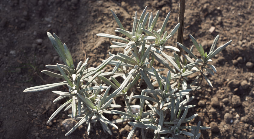 English lavender in the sun