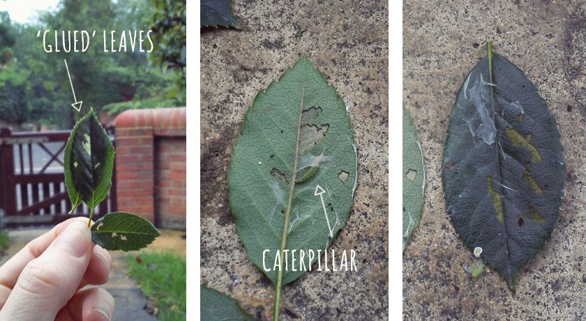 Leaf roller caterpillar