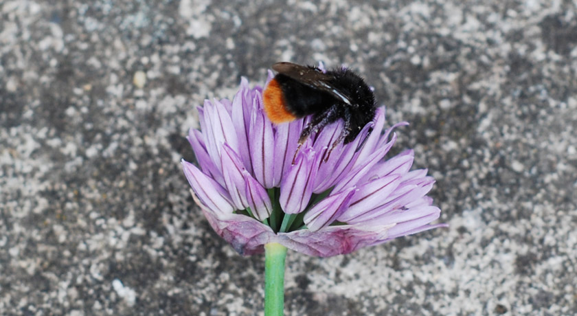 Bee slumped on chive flower
