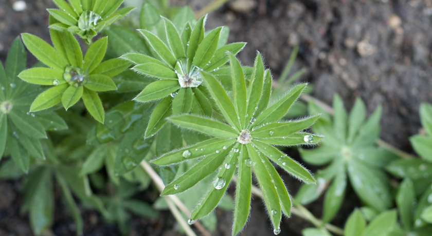 Lupin leaves