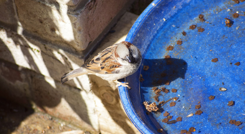 Male house sparrow on bird bath
