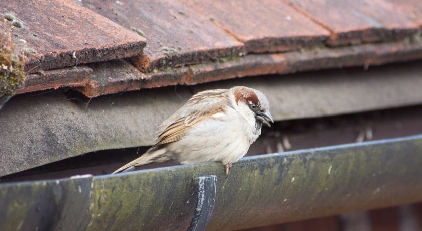 Male house sparrow sitting on guttering