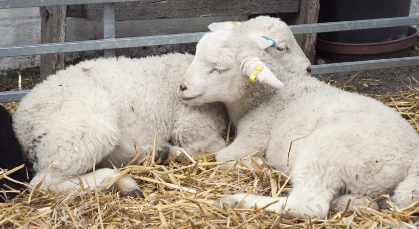 Two lambs sleeping at Mill Farm