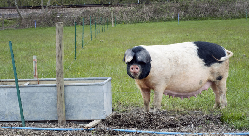 Spotty pig at Mill Farm