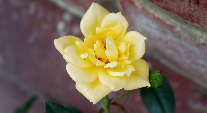 Yellow Rose