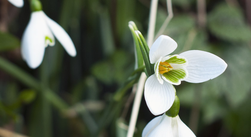 Open snowdrop flower