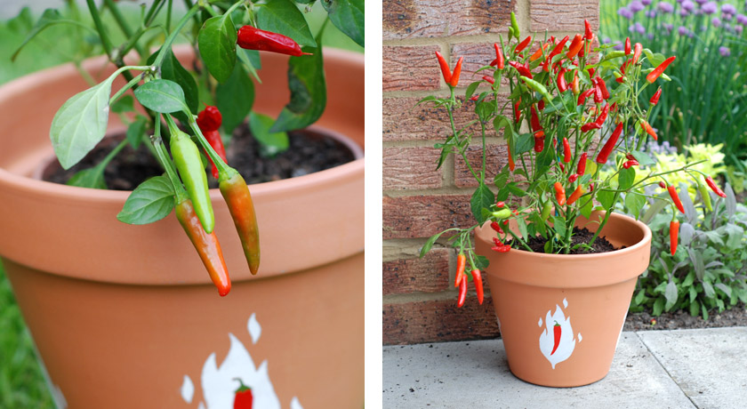 Hand painted chilli pot in garden