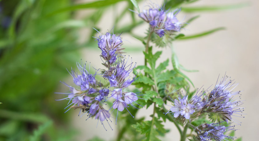 Purple Phacelia flowers