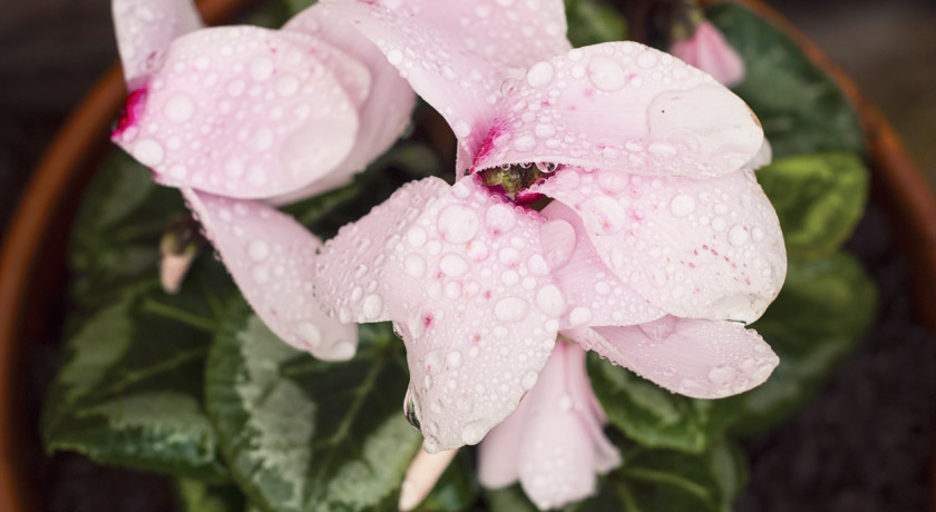 Pink cyclamen covered in rain drops