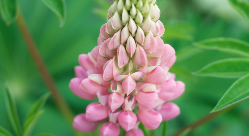 Pink lupin buds
