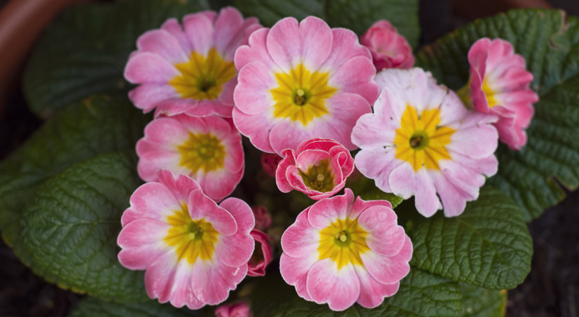 Pink primroses