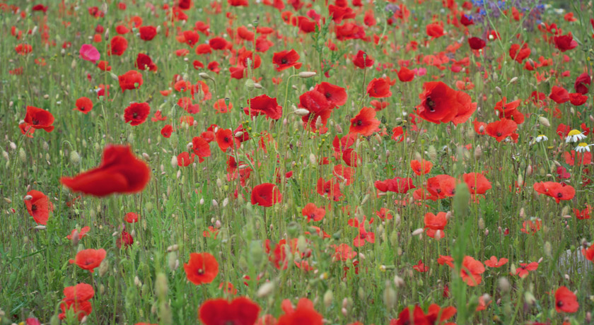 Poppy field