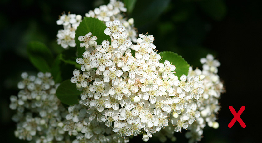 Pyracantha flowers