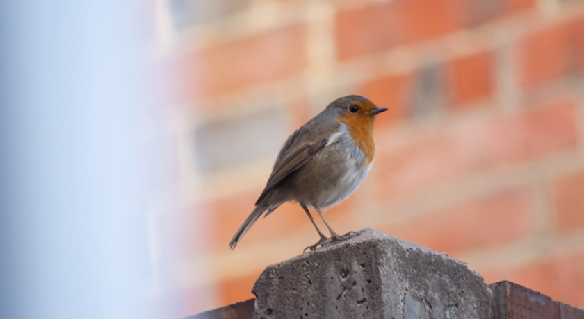 Robin sitting on a fence