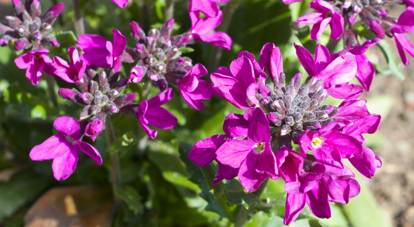 Pink Arabis flowers