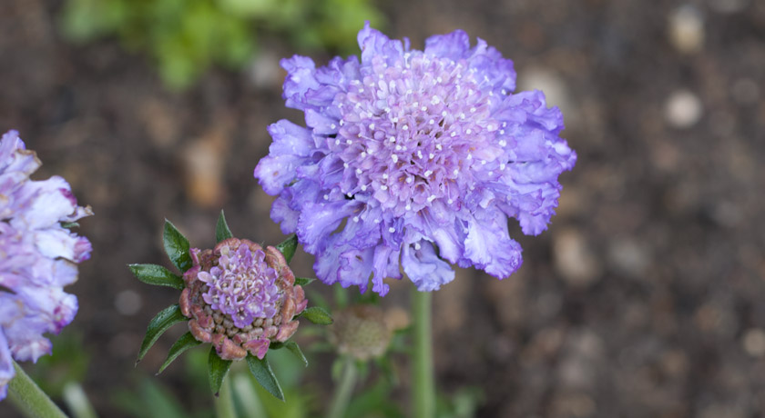 Lilac Scabious flower