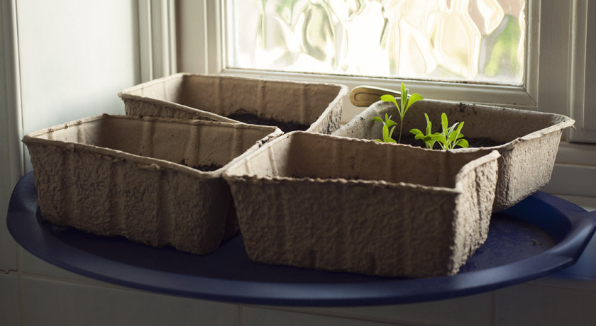 Seed trays on the windowsill
