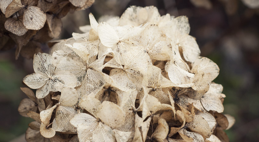 Veiny hydrangea petals