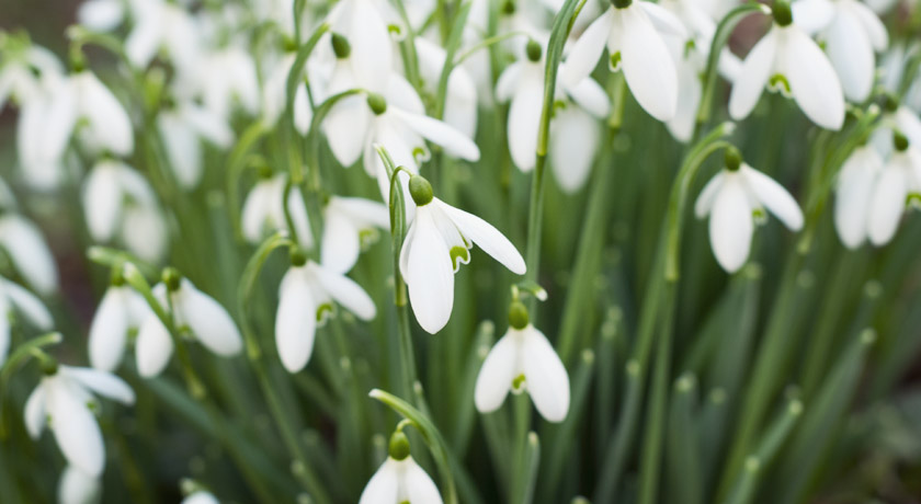 Cluster of Snowdrops