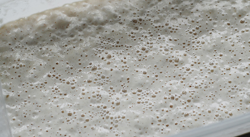 Bubbling, creamy sourdough leaven