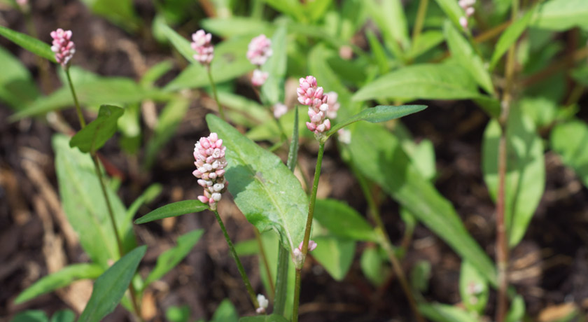 Pink flowers of Spotted Lady's Thumb