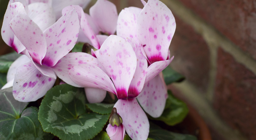 Pink spots on cyclamen petals