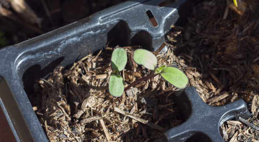 Small sunflower seedlings