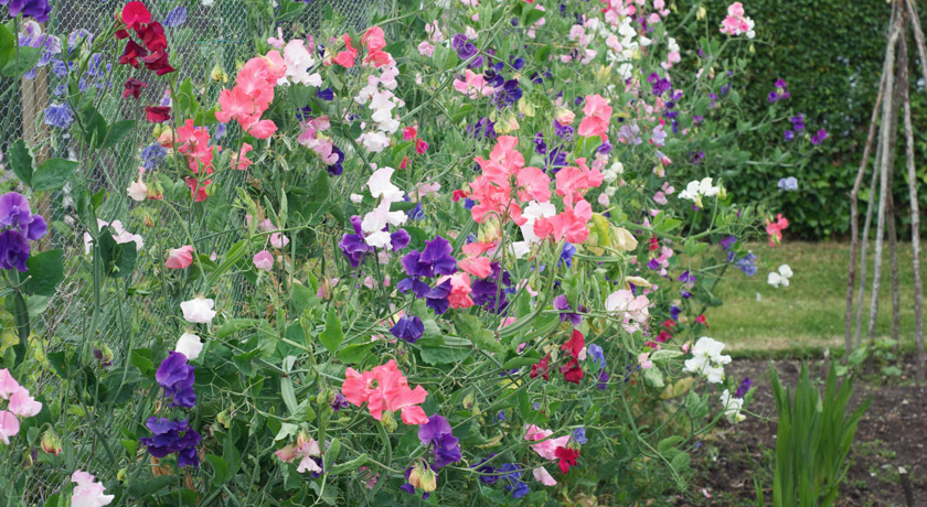 Colourful sweet peas
