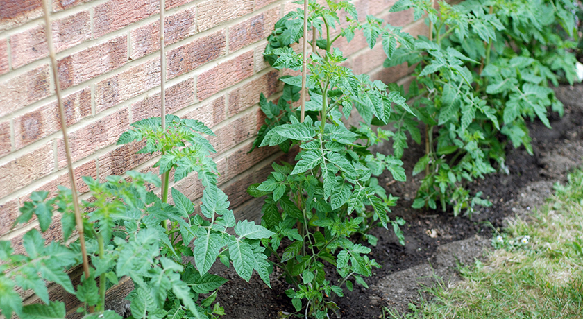 Tomato plants in a line