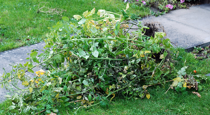 Old tomato plants on ground