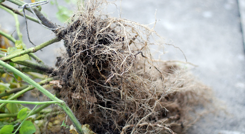 Tangled tomato roots
