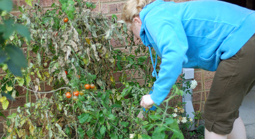 Pulling up tomato plants