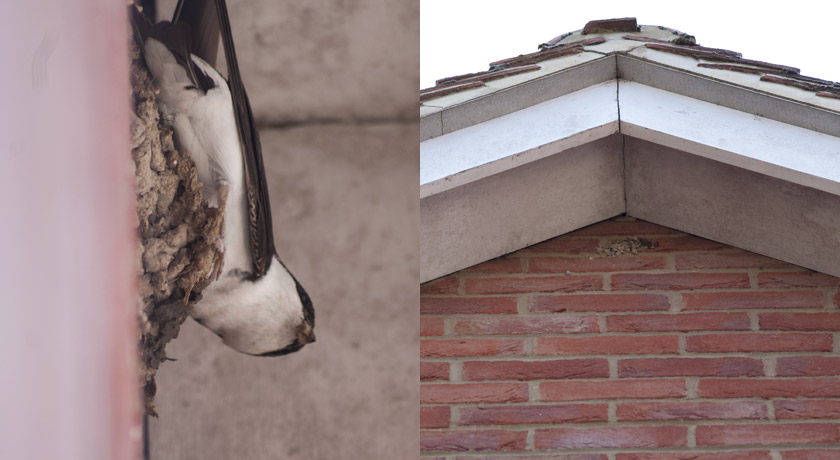 Tree sparrow in roof apex