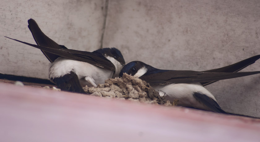 Tree sparrows building nest
