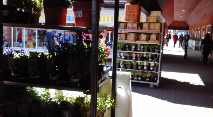Plants for sale at Waitrose