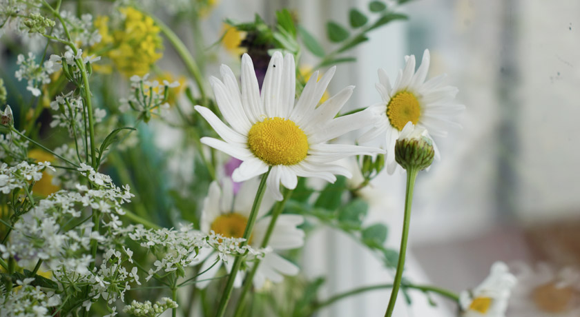 Daisies in wild flower bouquet