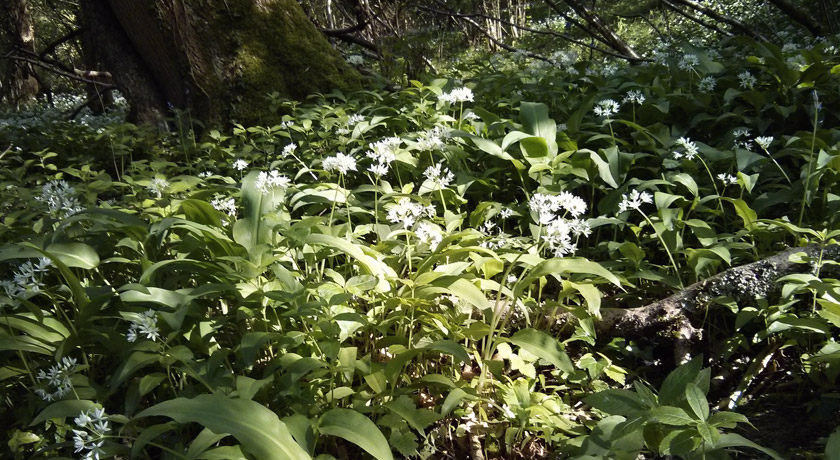 Wild garlic flowers