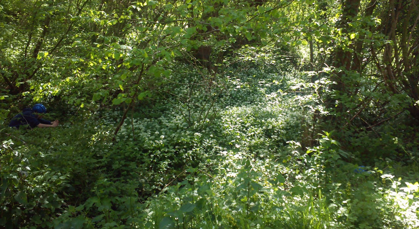 Wild garlic in woodland