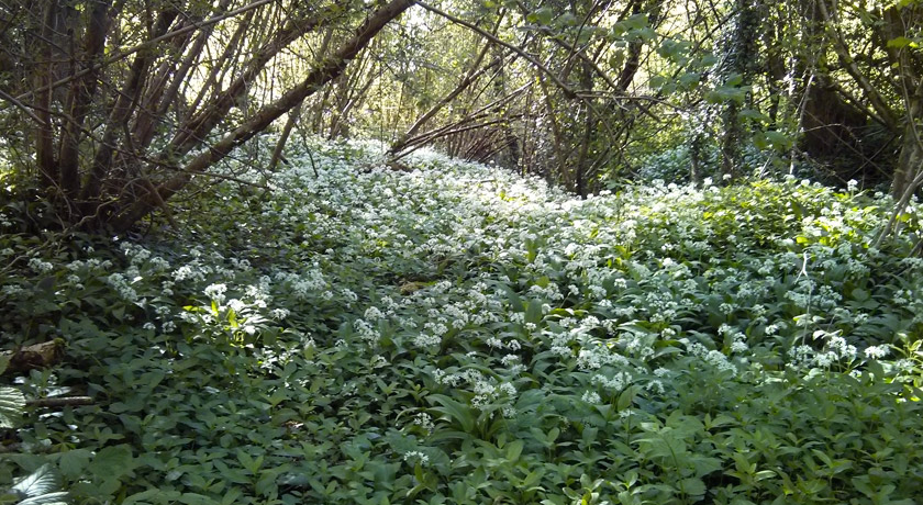 Carpet of wild garlic