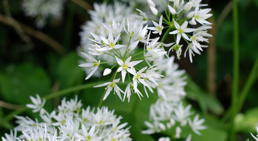 Wild garlic flowers